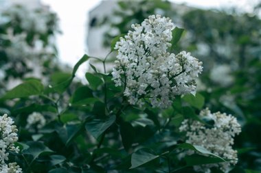 Baharda güpegündüz bir ağacın yeşil yaprakları