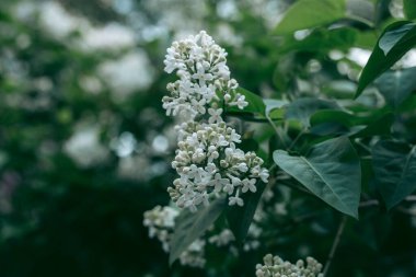 Baharda güpegündüz bir ağacın yeşil yaprakları
