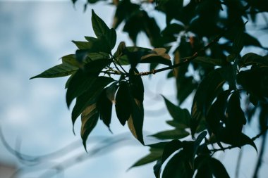 Baharda güpegündüz bir ağacın yeşil yaprakları