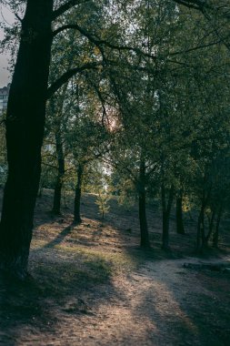 Baharda güpegündüz bir ağacın yeşil yaprakları