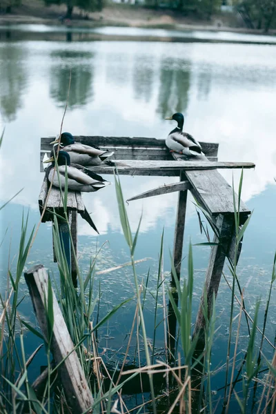Ente Sitzt Auf Einem Steg See — Stockfoto