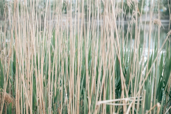 Zelené Listy Stromu Denního Světla Jaře — Stock fotografie