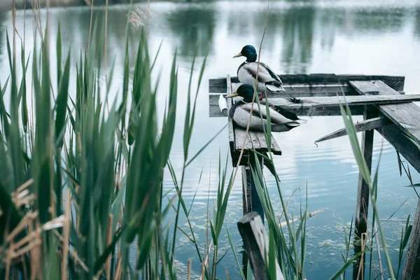 Ente Sitzt Auf Einem Steg See — Stockfoto