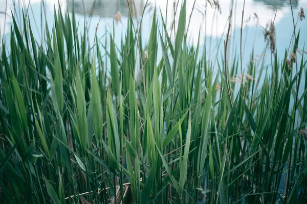 Baharda güpegündüz bir ağacın yeşil yaprakları