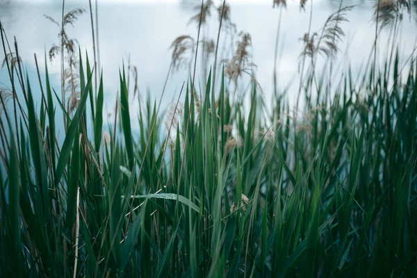 Folhas Verdes Uma Árvore Luz Dia Primavera — Fotografia de Stock