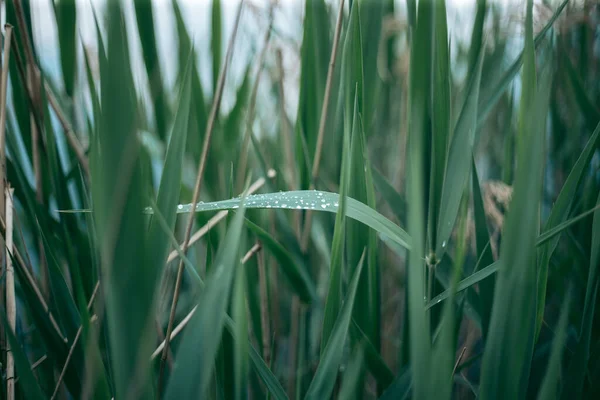 Grüne Blätter Eines Baumes Bei Tageslicht Frühling — Stockfoto