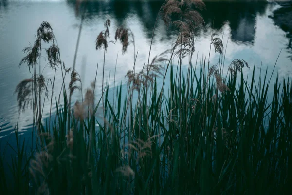 Gröna Blad Ett Träd Dagsljus Våren — Stockfoto