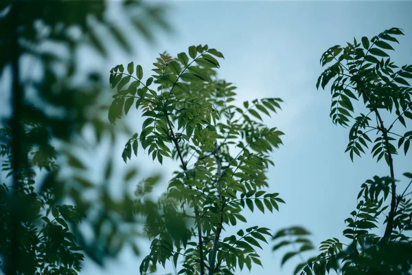Πράσινα Φύλλα Δέντρου Στο Φως Της Ημέρας Την Άνοιξη — Φωτογραφία Αρχείου