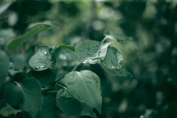 Las Hojas Verdes Del Árbol Luz Del Día Primavera — Foto de Stock