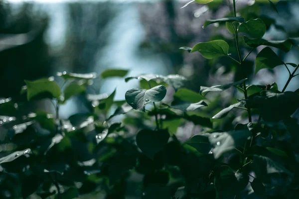 Lilac Θάμνος Ανθίζει Απόγευμα Της Άνοιξης — Φωτογραφία Αρχείου