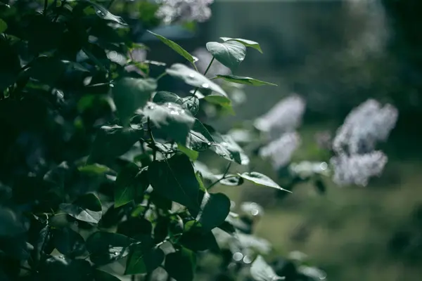 Arbusto Lila Florece Tarde Primavera — Foto de Stock