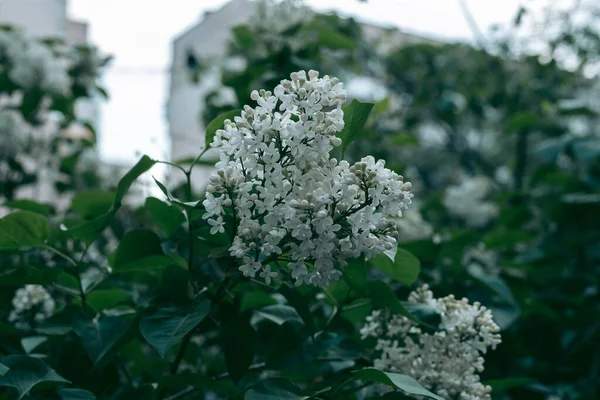 Foglie Verdi Albero Luce Del Giorno Primavera — Foto Stock