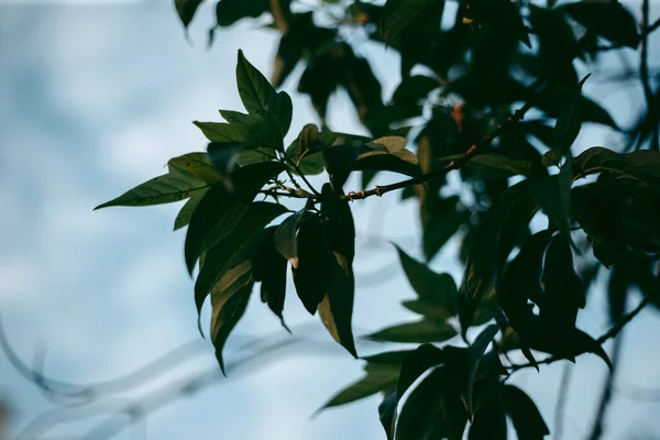 Las Hojas Verdes Del Árbol Luz Del Día Primavera — Foto de Stock