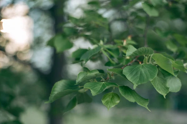 Зеленые Листья Дерева Дневном Свете Весной — стоковое фото