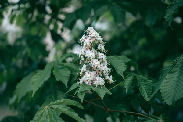 Las Hojas Verdes Del Árbol Luz Del Día Primavera —  Fotos de Stock