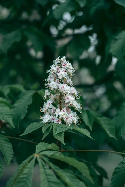 Las Hojas Verdes Del Árbol Luz Del Día Primavera —  Fotos de Stock