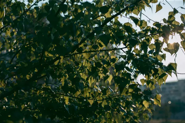 Зелене Листя Дерева Денне Світло Навесні — стокове фото