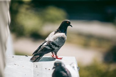 Şehir güvercini sokakta bir çitin üzerinde oturuyor.