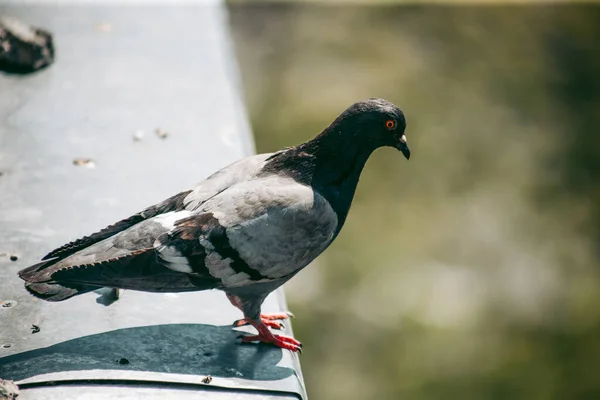 Pombo Cidade Senta Uma Cerca Rua — Fotografia de Stock