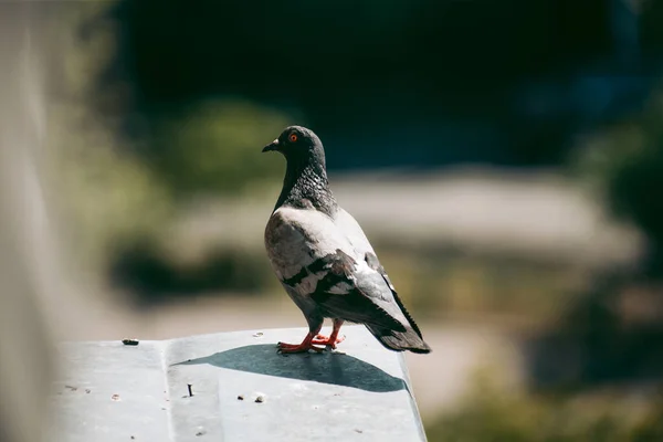 街の鳩は通りの柵の上に座っている — ストック写真