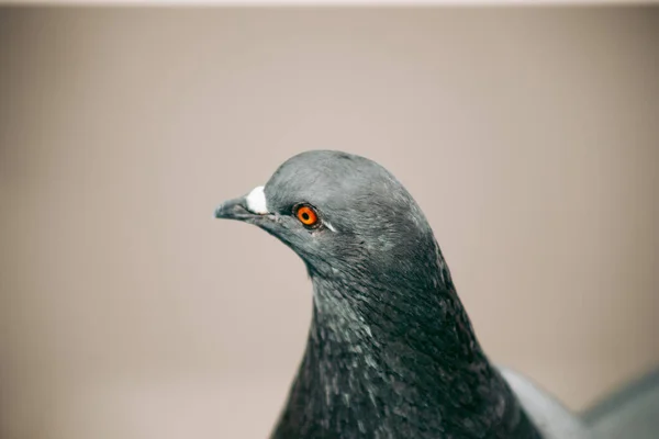 Stadttaube Sitzt Auf Einem Zaun Auf Der Straße — Stockfoto