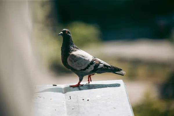 Pombo Cidade Senta Uma Cerca Rua — Fotografia de Stock