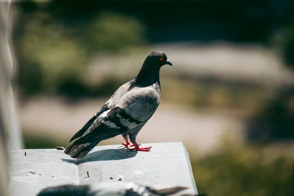 Staden Duva Sitter Ett Staket Gatan — Stockfoto