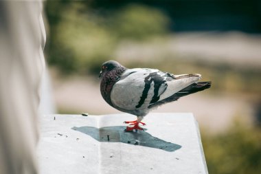 Şehir güvercini sokakta bir çitin üzerinde oturuyor.