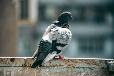 Şehir güvercini sokakta bir çitin üzerinde oturuyor.