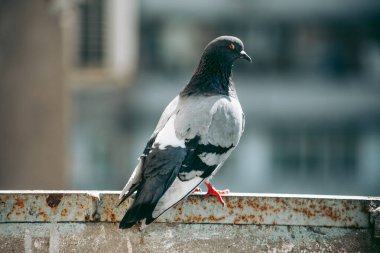 Şehir güvercini sokakta bir çitin üzerinde oturuyor.