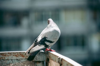 Şehir güvercini sokakta bir çitin üzerinde oturuyor.