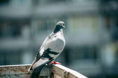 Şehir güvercini sokakta bir çitin üzerinde oturuyor.