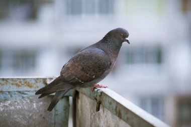 Şehir güvercini sokakta bir çitin üzerinde oturuyor.