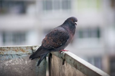 Şehir güvercini sokakta bir çitin üzerinde oturuyor.