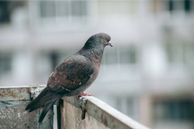 Şehir güvercini sokakta bir çitin üzerinde oturuyor.