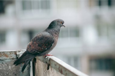Şehir güvercini sokakta bir çitin üzerinde oturuyor.