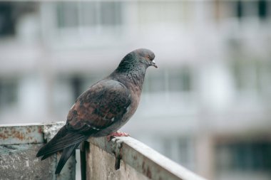 Şehir güvercini sokakta bir çitin üzerinde oturuyor.