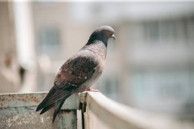 Şehir güvercini sokakta bir çitin üzerinde oturuyor.