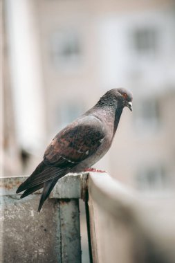 Şehir güvercini sokakta bir çitin üzerinde oturuyor.