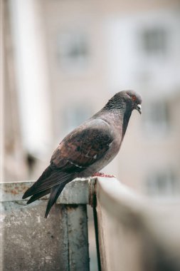 Şehir güvercini sokakta bir çitin üzerinde oturuyor.