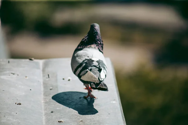 Městský Holub Sedí Plotě Ulici — Stock fotografie