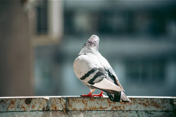 Pombo Cidade Senta Uma Cerca Rua — Fotografia de Stock