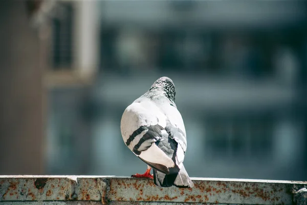 Městský Holub Sedí Plotě Ulici — Stock fotografie