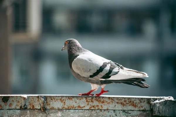 Pombo Cidade Senta Uma Cerca Rua — Fotografia de Stock