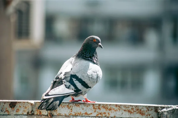 Stadttaube Sitzt Auf Einem Zaun Auf Der Straße — Stockfoto