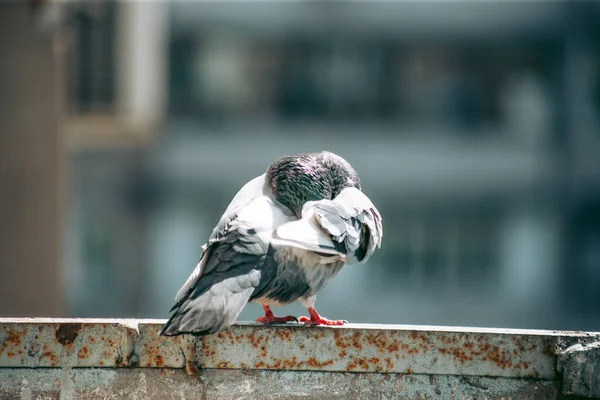 Şehir güvercini sokakta bir çitin üzerinde oturuyor.