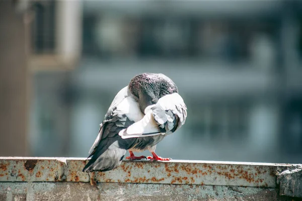 Pombo Cidade Senta Uma Cerca Rua — Fotografia de Stock