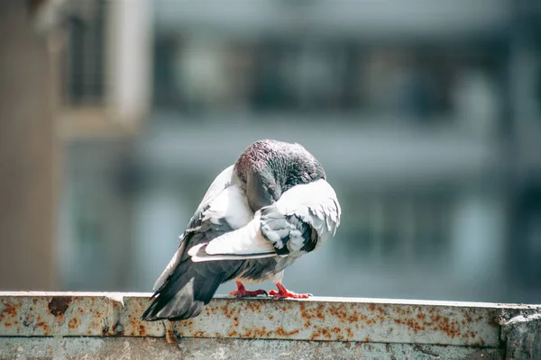 Pombo Cidade Senta Uma Cerca Rua — Fotografia de Stock