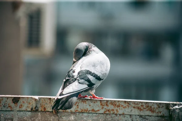 Pombo Cidade Senta Uma Cerca Rua — Fotografia de Stock