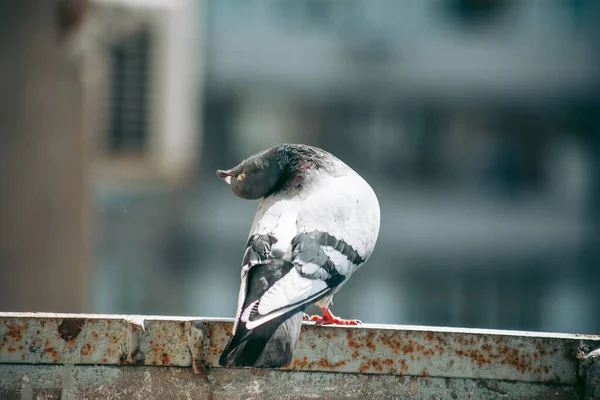 Stadttaube Sitzt Auf Einem Zaun Auf Der Straße — Stockfoto